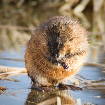 brown muskrat near lake, nature series