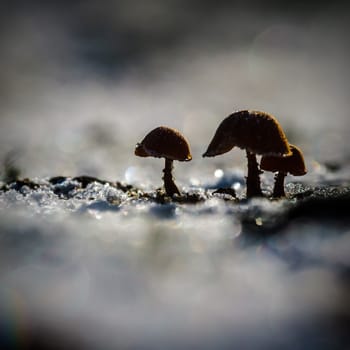 forest mushroom in moss after bir longtime rain