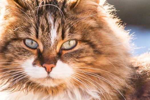 portrait of a beautiful fluffy cat closeup