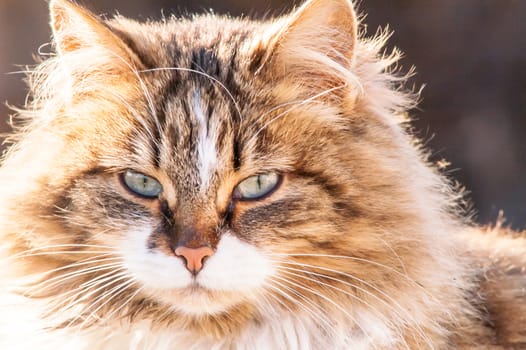 portrait of a beautiful fluffy cat closeup