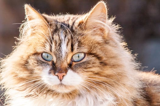 portrait of a beautiful fluffy cat closeup