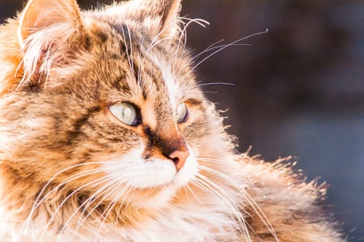 portrait of a beautiful fluffy cat closeup