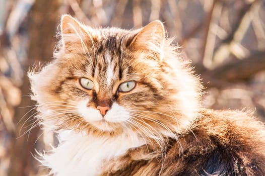 portrait of a beautiful fluffy cat closeup