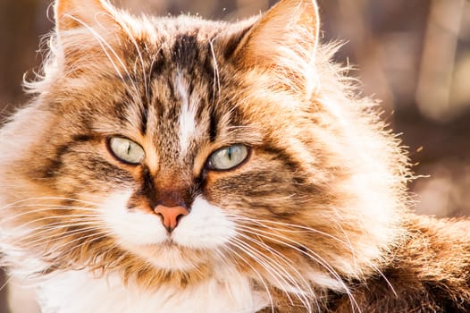 portrait of a beautiful fluffy cat closeup