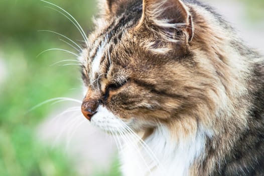 portrait of a beautiful fluffy cat closeup