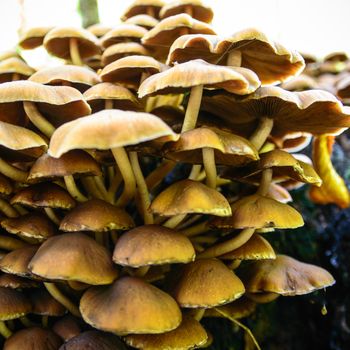 forest mushroom in moss after bir longtime rain