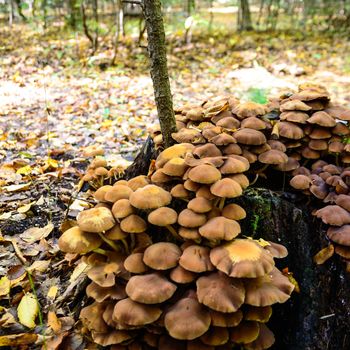 forest mushroom in moss after bir longtime rain