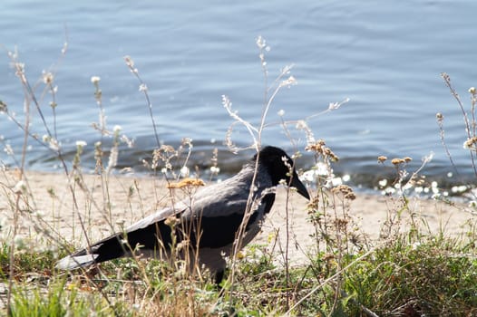 crow on the beach in the grass near the water