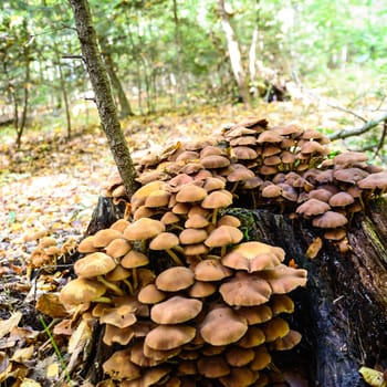 forest mushroom in moss after bir longtime rain