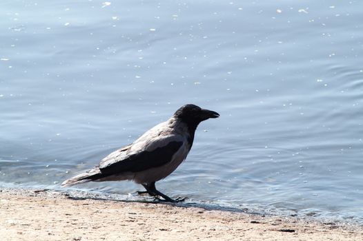 crow on the beach in the grass near the water