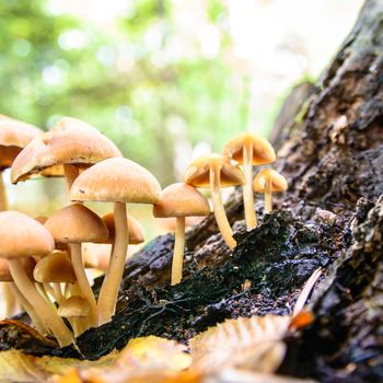 forest mushroom in moss after bir longtime rain