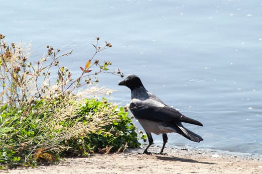 crow on the beach in the grass near the water