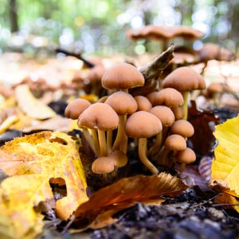 forest mushroom in moss after bir longtime rain