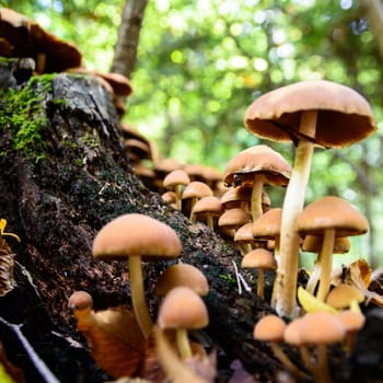 forest mushroom in moss after bir longtime rain