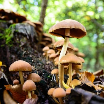 forest mushroom in moss after bir longtime rain