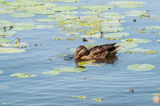 duck on the water in the green