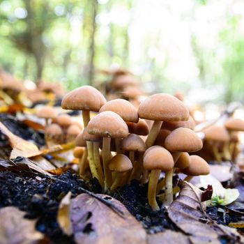 forest mushroom in moss after bir longtime rain