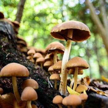 forest mushroom in moss after bir longtime rain