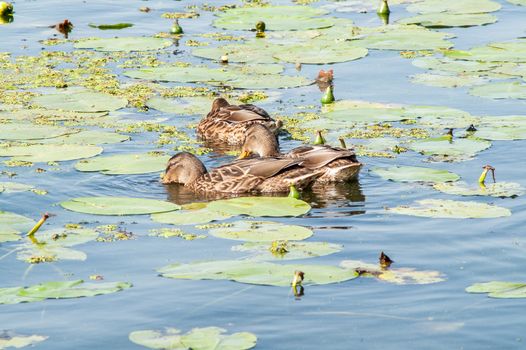 duck on the water in the green