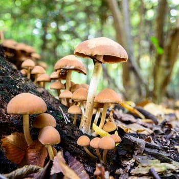 forest mushroom in moss after bir longtime rain