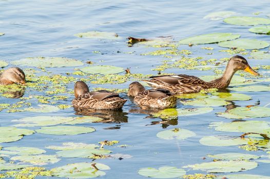 duck on the water in the green