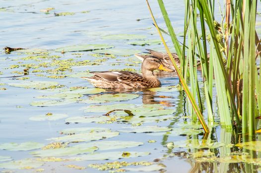 duck on the water in the green