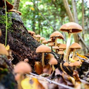 forest mushroom in moss after bir longtime rain