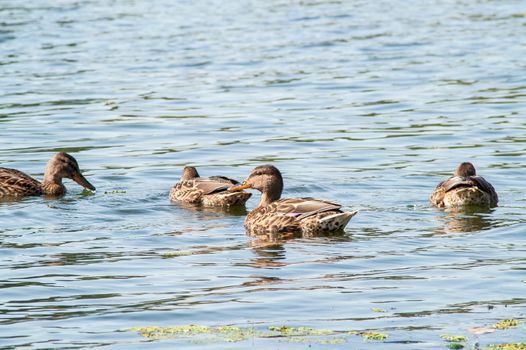 duck on the water in the green