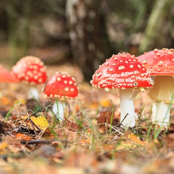 forest mushroom in moss after bir longtime rain