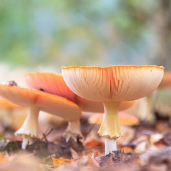 forest mushroom in moss after bir longtime rain