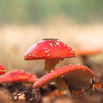 forest mushroom in moss after bir longtime rain