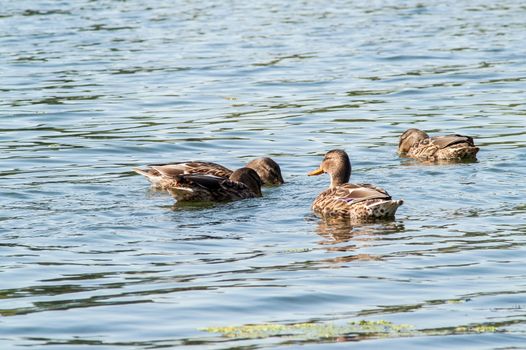 duck on the water in the green