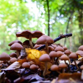 forest mushroom in moss after bir longtime rain