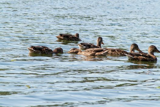 duck on the water in the green