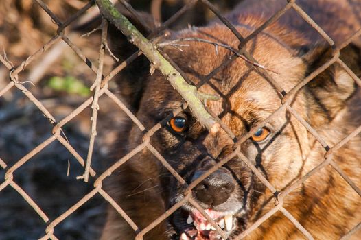 evil dog runs to bite through the mesh fence