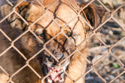 evil dog runs to bite through the mesh fence