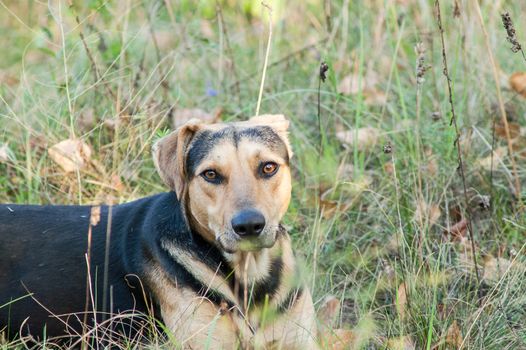 Dog playing in the green forest