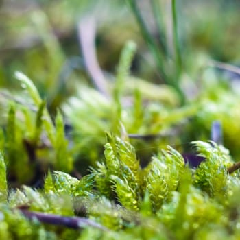 forest mushroom in moss after bir longtime rain