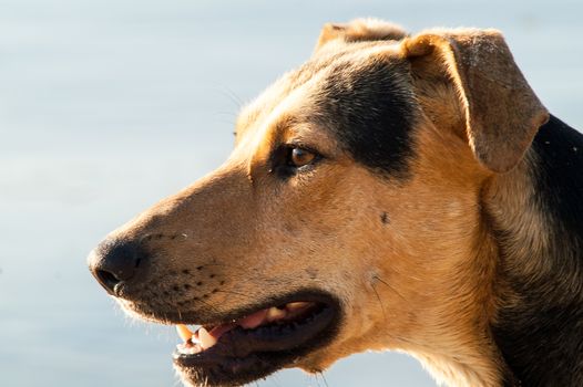 playing dog on the beach on a sunny day