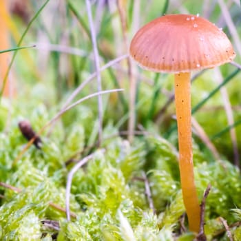 forest mushroom in moss after bir longtime rain