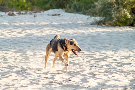 playing dog on the beach on a sunny day