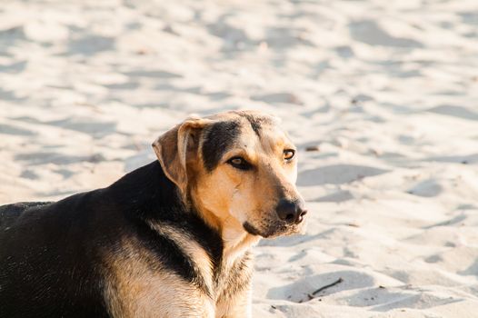 playing dog on the beach on a sunny day