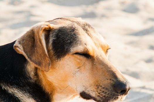 playing dog on the beach on a sunny day