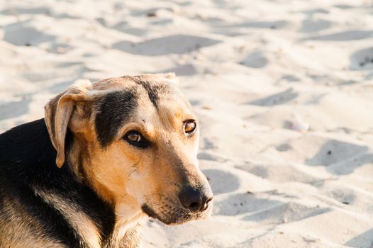 playing dog on the beach on a sunny day