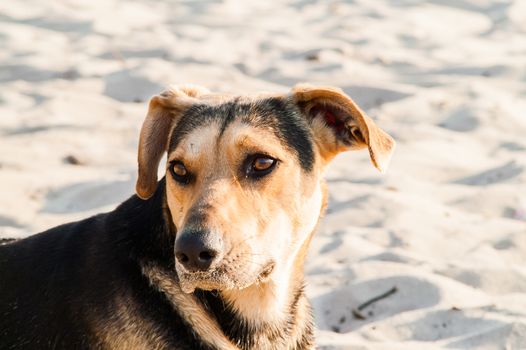 playing dog on the beach on a sunny day