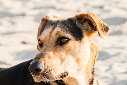 playing dog on the beach on a sunny day