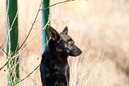 stray stray dog in the autumn forest day