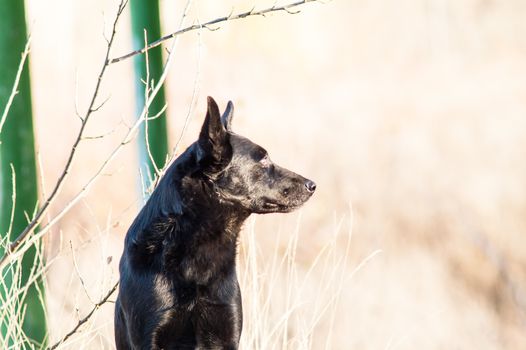 stray stray dog in the autumn forest day