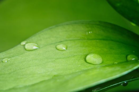 Green leaves of a plant with drops of water, close-up