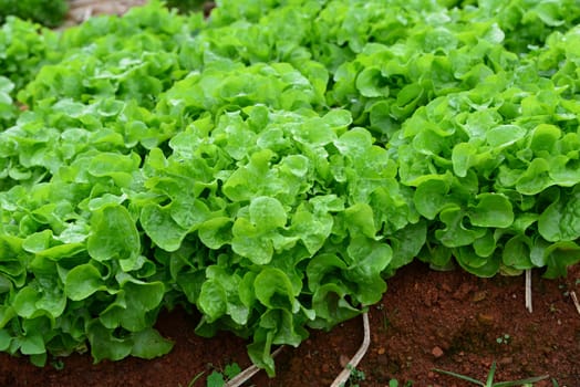 The vegetables that are grown in the province of the North of Thailand